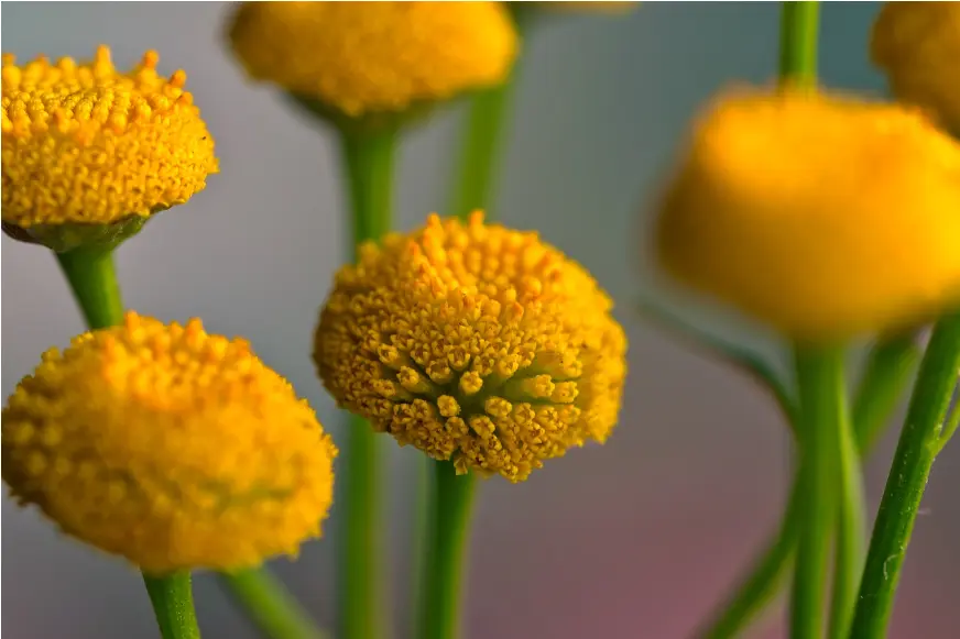 tansy plants to get rid of ants from house