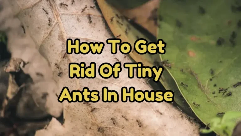 How To Get Rid Of Tiny Ants In House