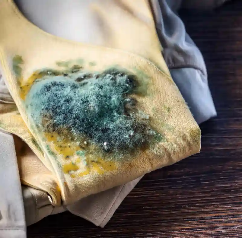 mold on clothes