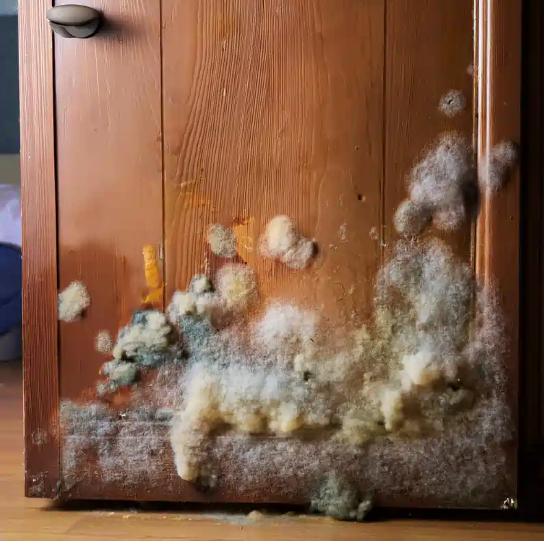 mold growth on the door