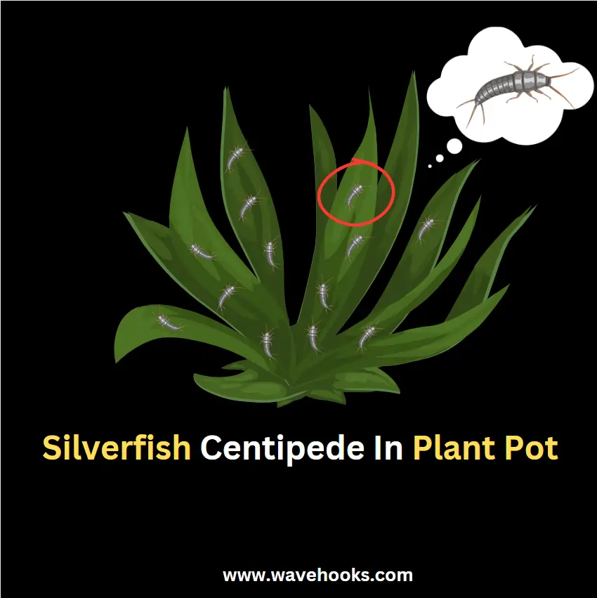 silverfish centipede in plant pot 