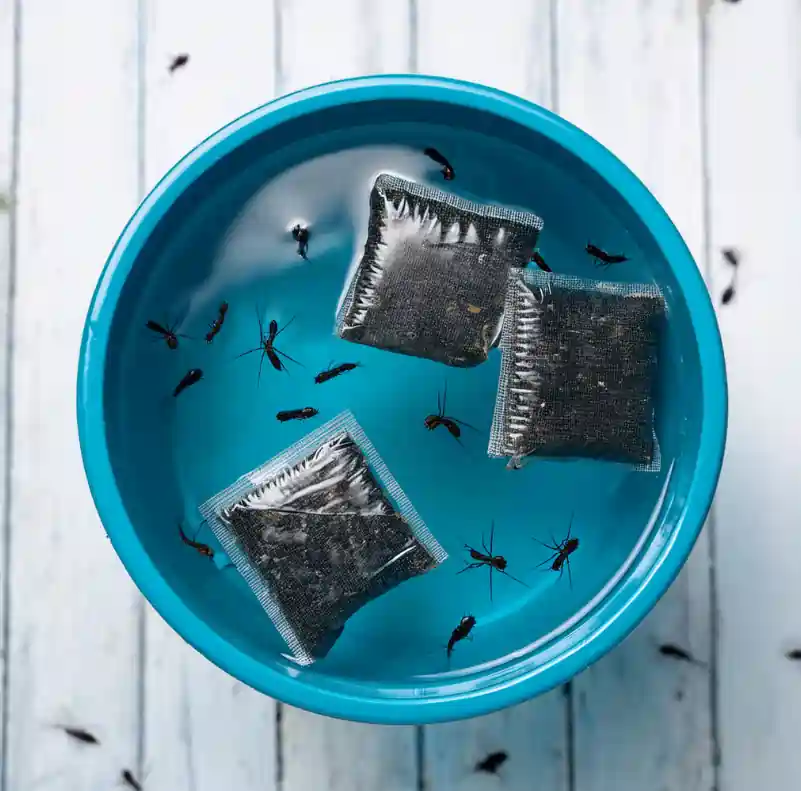 charcoal sachets in water