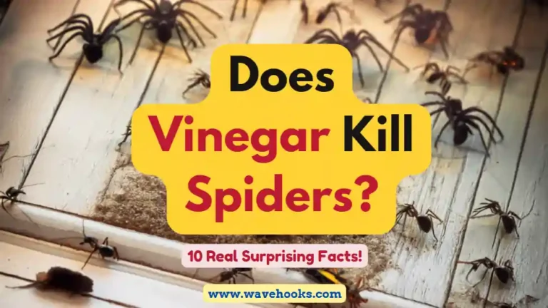 Does Vinegar Kill Spiders