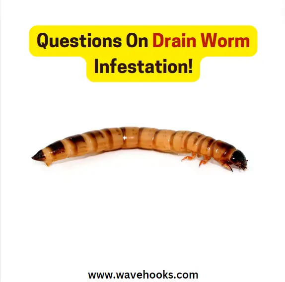 big drain worm image