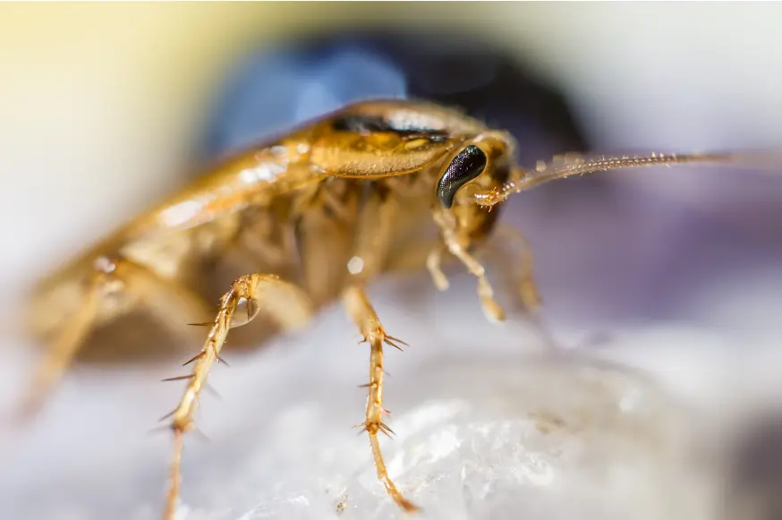 german cockroach on ice