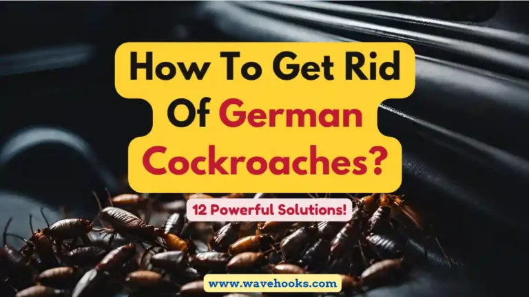 How To Get Rid Of German Cockroaches