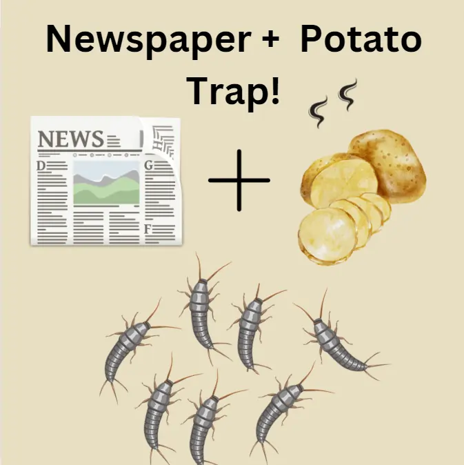 newspaper trap for silverfish