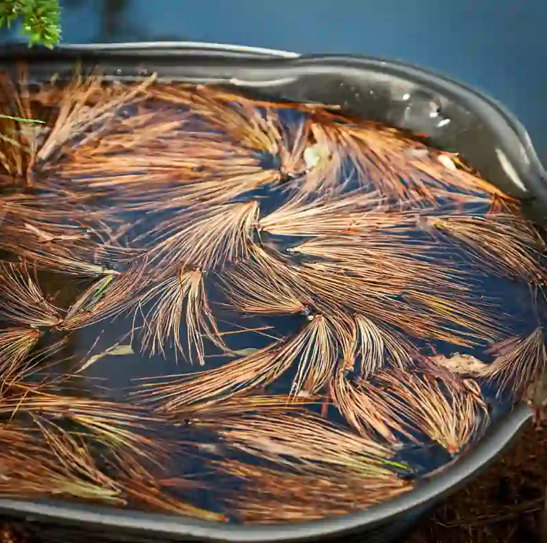 pine needle mulch in water