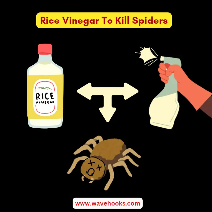 does rice vinegar kill spiders?