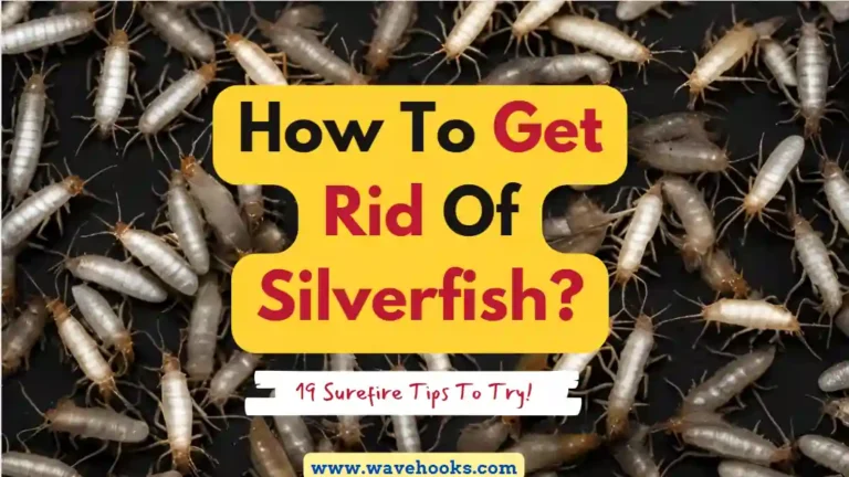 How To Get Rid Of Silverfish