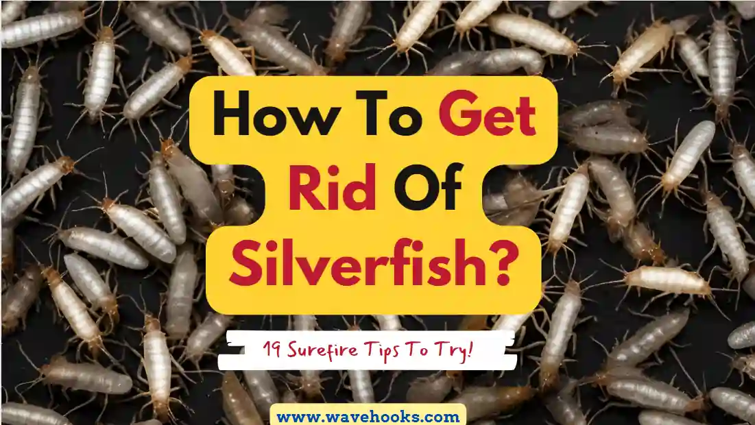 How To Get Rid Of Silverfish