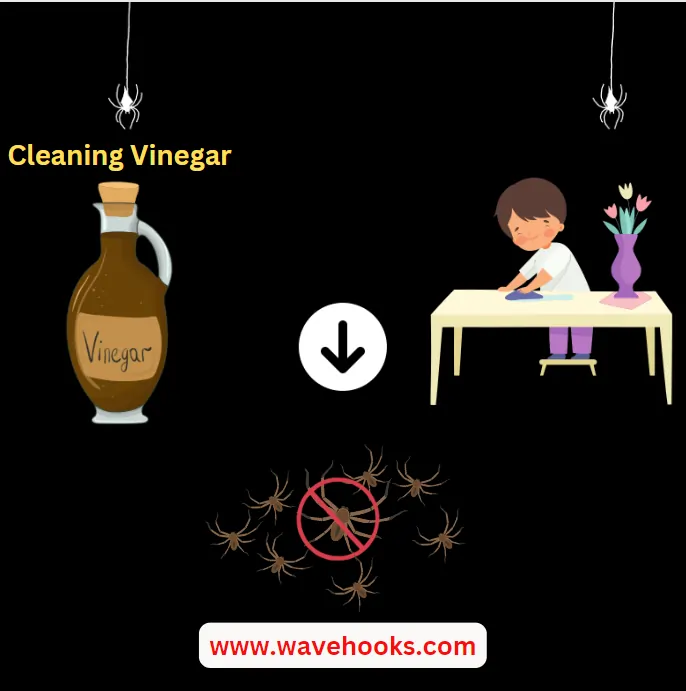 cleaning vinegar for spiders