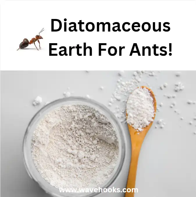 Diatomaceous Earth To Get Rid Of Tiny Ants in Bathroom