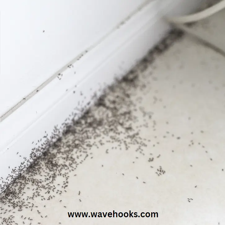 ants crawling into bathroom