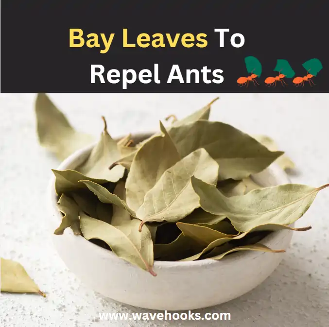 bay leaves to get rid of tiny ants in bathroom