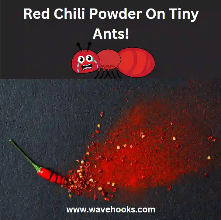 chili powder for ants