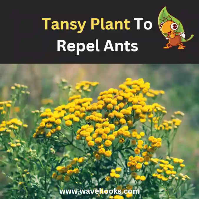 tansy to repel ants