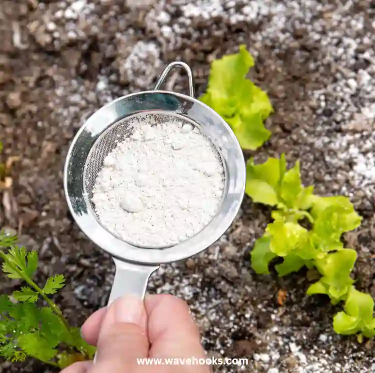 Diatomaceous Earth