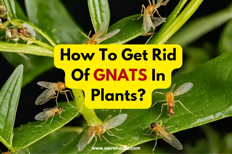 How To Get Rid Of Gnats In Plants