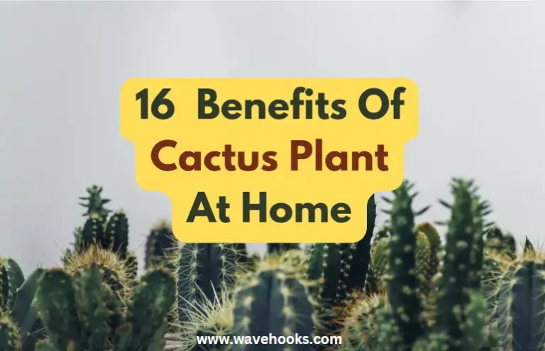 Benefits of cactus plant at home