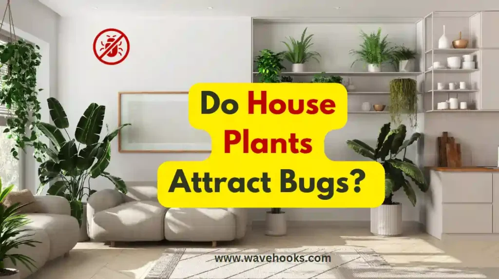 Do House Plants Attract Bugs?