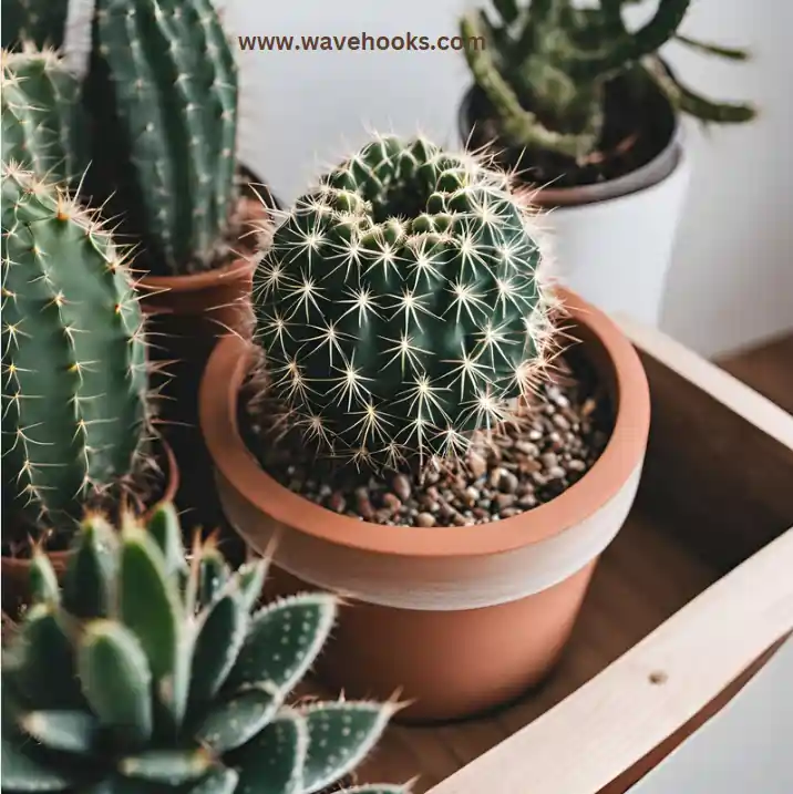 cactus plant in home