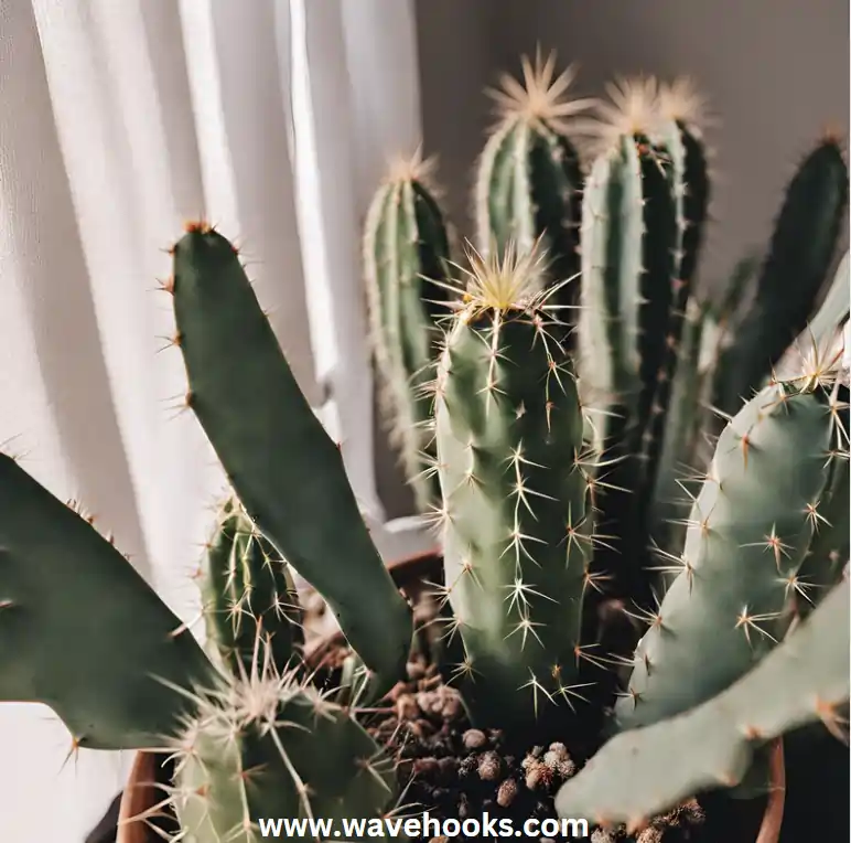 cactus in the home