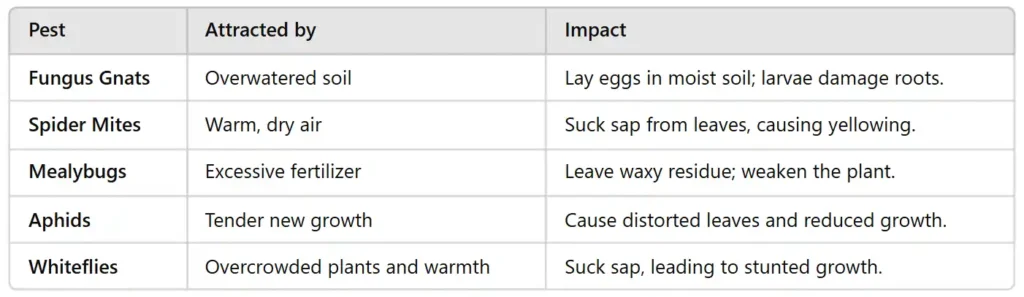 common pests with house plants
