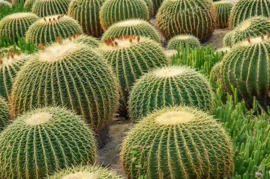 golden barrel cactus in home