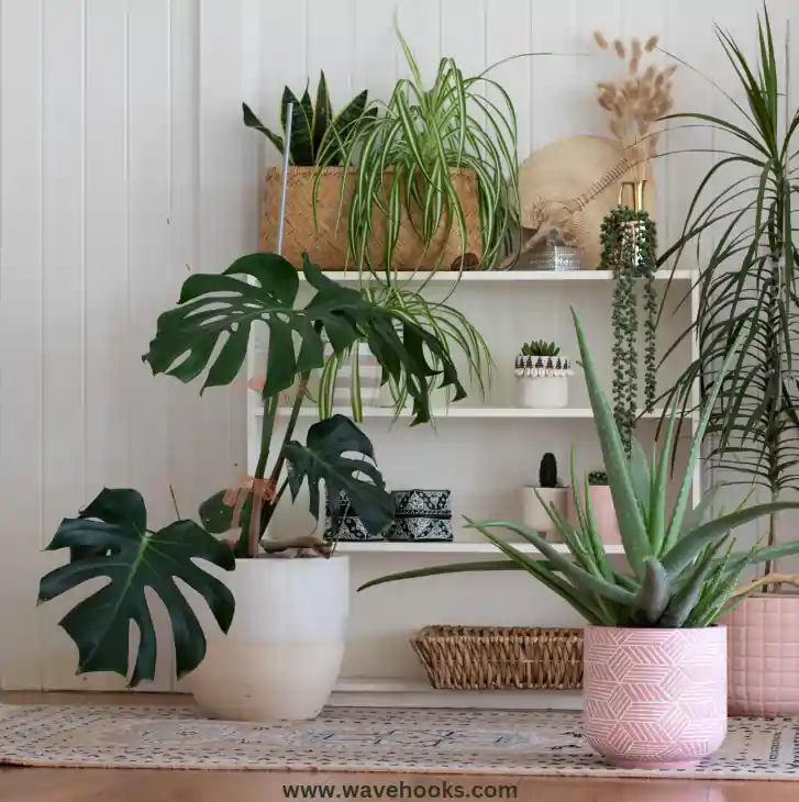 house plants that won't attract bugs