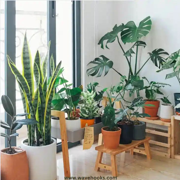 house plants