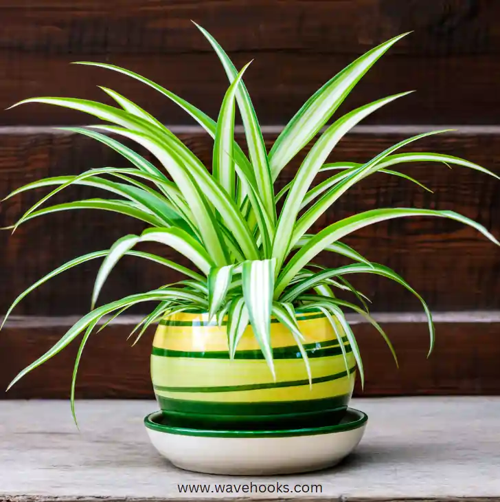 spider plant