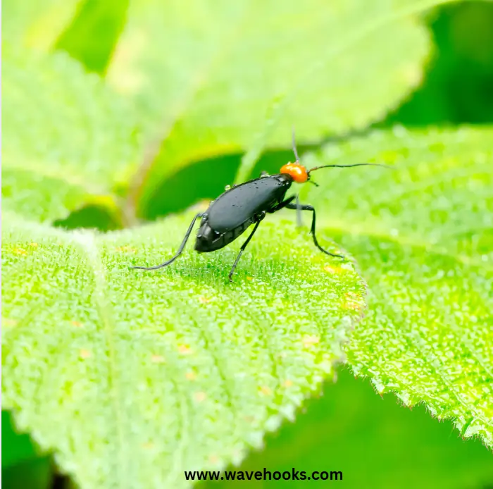 blister beetle with red head crawling