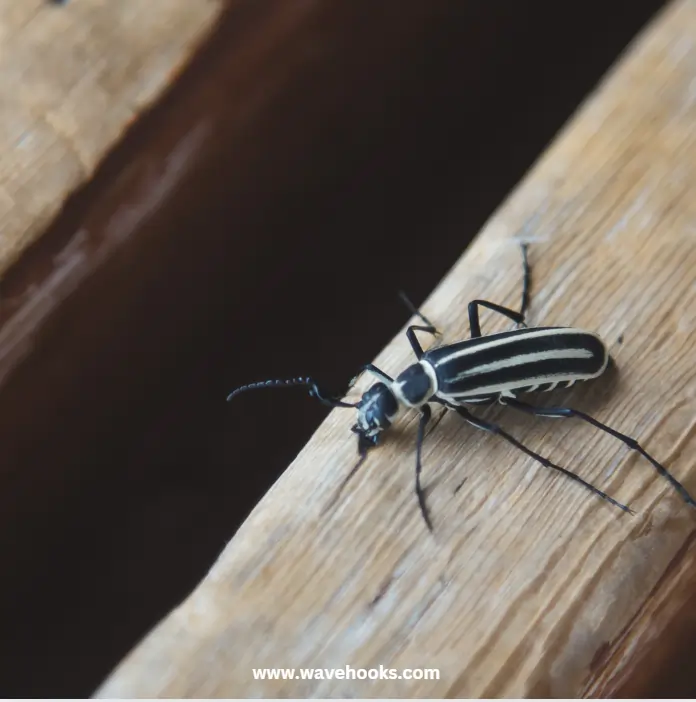 how to get rid of black bristle beetle