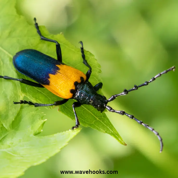 blister beetle crawling on the green leaf