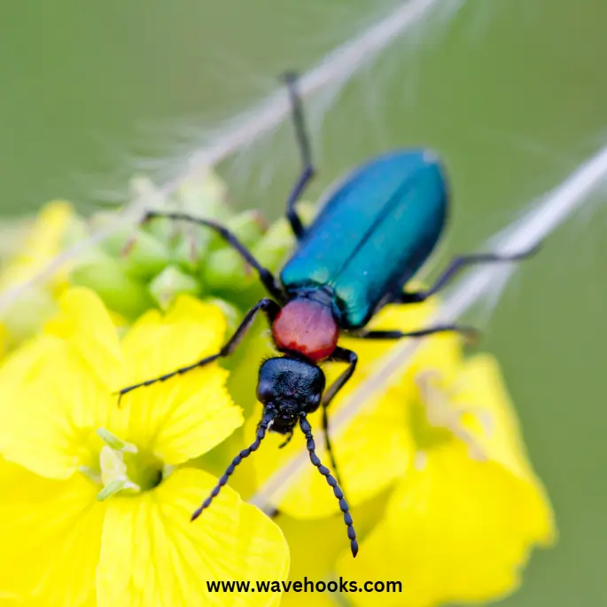 blue blister beetles on the yellow flower