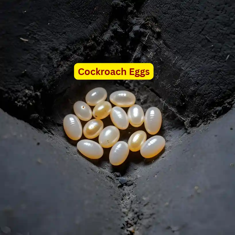 does bleach kill cockroach eggs