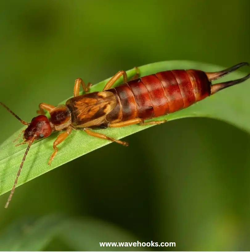 earwigs insects on the green leaf