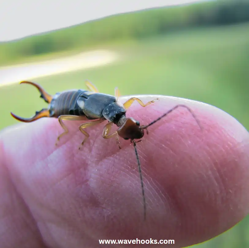 how to get rid of earwigs on finger