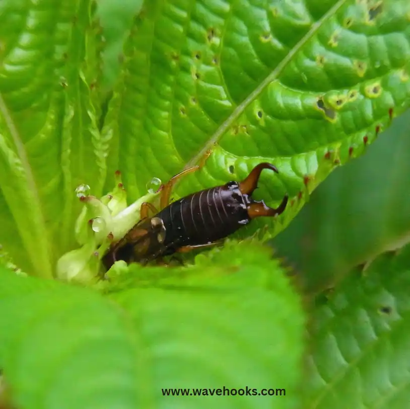 insects on the leaf