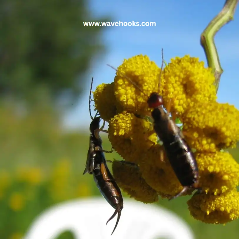 how to get rid of earwigs on the flower