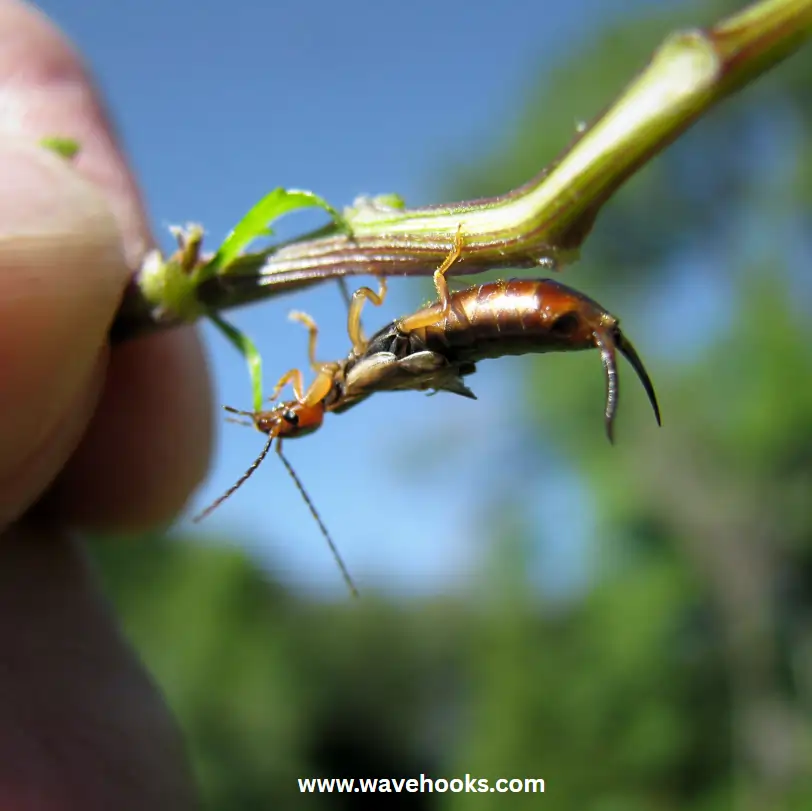 how to get of earwigs on plant