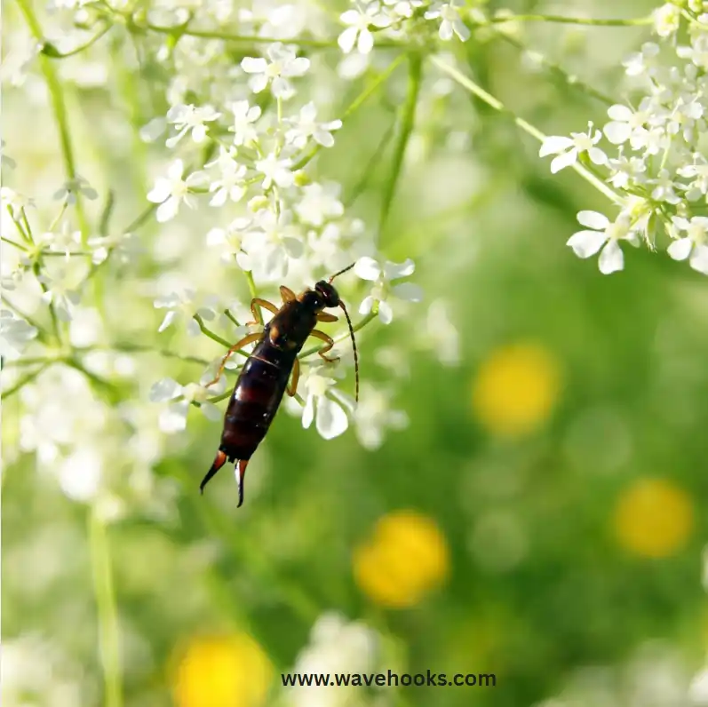 insect hanging on the flowers