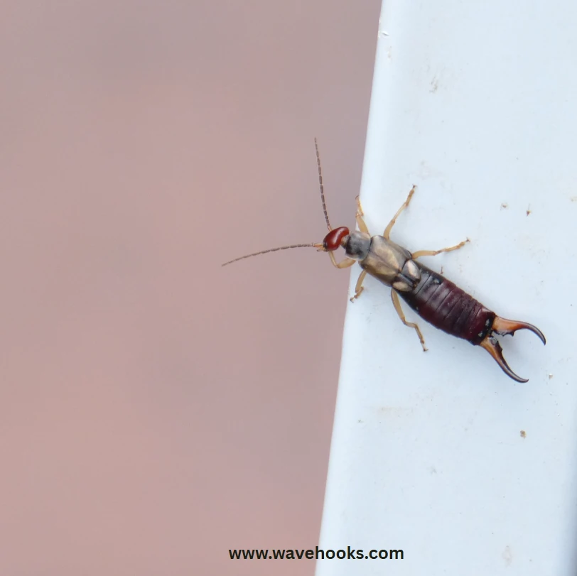 earwigs in the wall