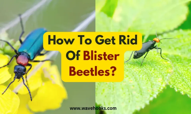 How To Get Rid Of Blister Beetles?