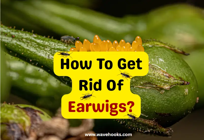 How To Get Rid Of Earwigs