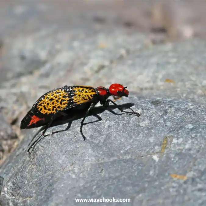 iron cross beetle