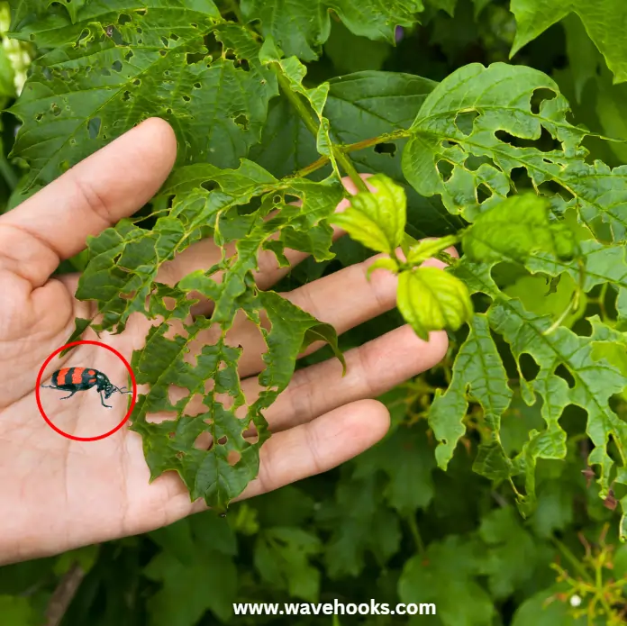 bristle beetle damaged the whole tomato plant leaves