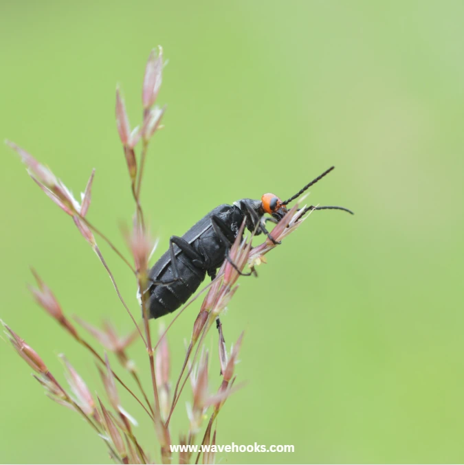 get away with the blister beetles naturally