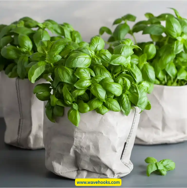 basil indoor plant to get away with roaches